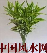 龙岩十二生肖养什么植物最旺财运？你知道吗！